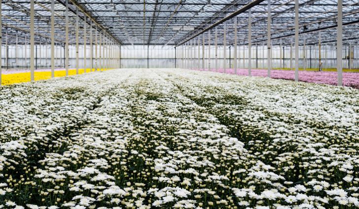 溫室栽培花朵安全可靠 PC陽(yáng)光板溫室全新愿景